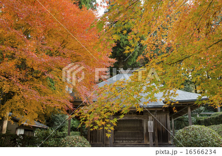 京都大原　法華堂の紅葉 16566234