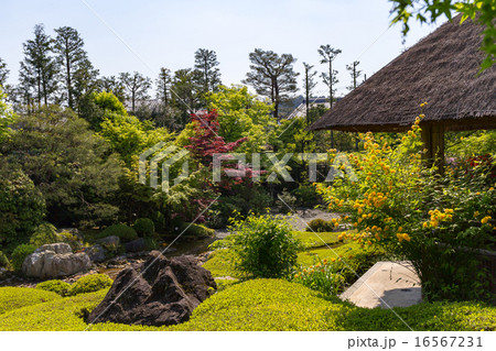 妙心寺 - 退蔵院 妙心寺 - 退蔵院 16567231