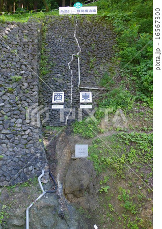 新潟　糸魚川ジオパーク　フォッサマグナの断層の露頭（糸魚川静岡構造線） 16567300