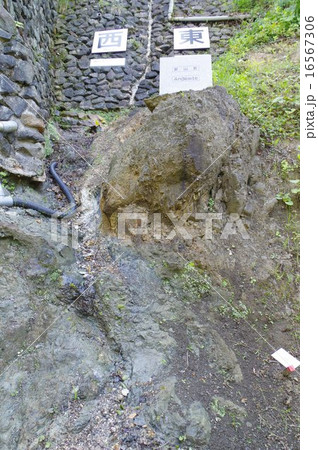 新潟　糸魚川ジオパーク　フォッサマグナの断層の露頭拡大（糸魚川静岡構造線） 16567306