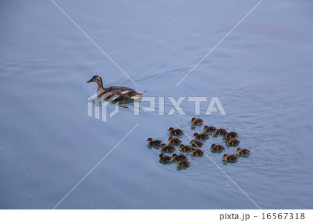 9羽のコガモ 16567318