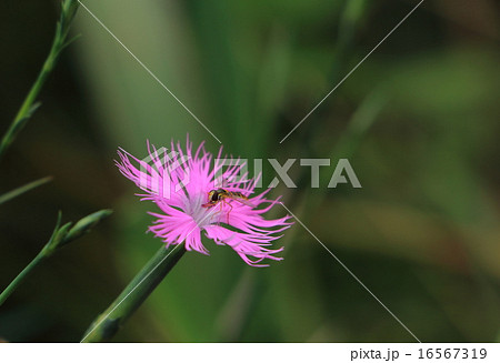 ナデシコ ナデシコ 16567319