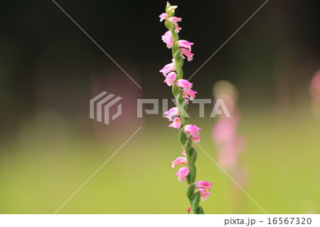 ネジバナ 16567320