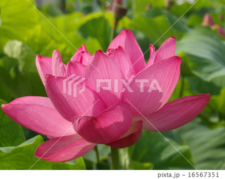 蓮 蓮 16567351