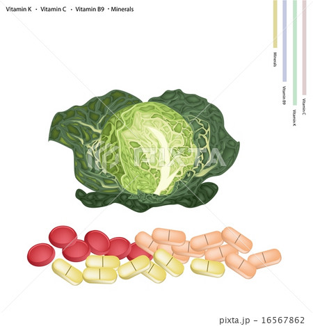 Fresh Savoy Cabbage with Vitamin K, C and B9 16567862