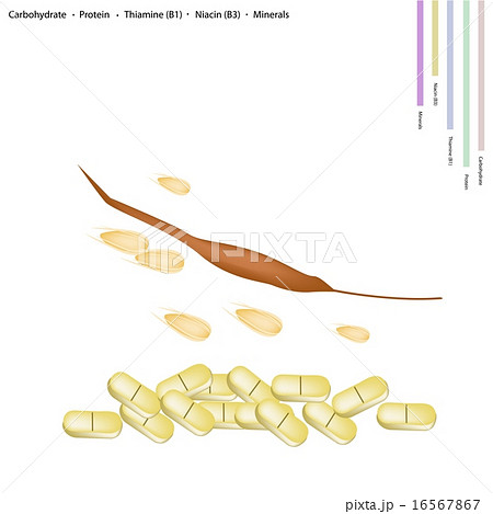 Millet with Carbohydrate, Protein, Vitamin B1 B3 Millet with Carbohydrate, Protein, Vitamin B1 B3 16567867