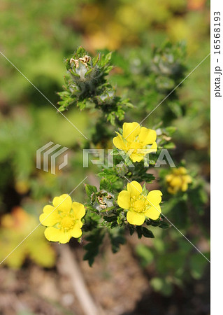 カワラサイコ 16568193