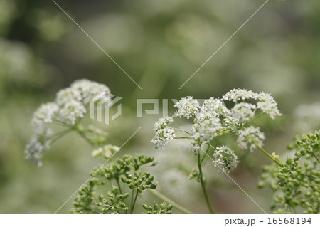 ドクニンジン 16568194