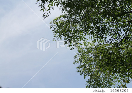 センダン 16568205