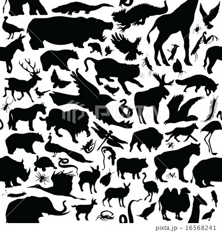 Animals Animals 16568241