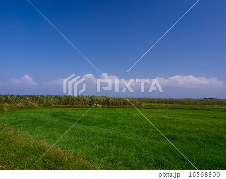 南国風景 16568300