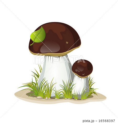 Two ceps isolated on a white background Two ceps isolated on a white background 16568397