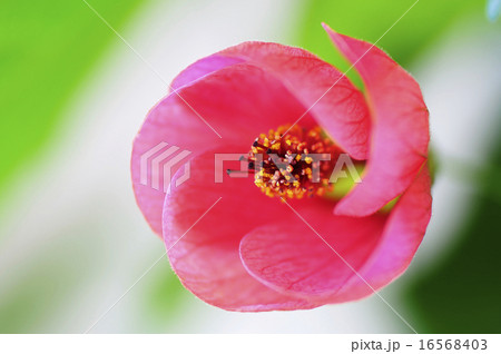 アブチロン 16568403