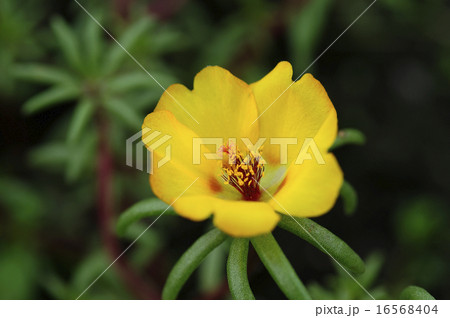 マツバボタン 16568404