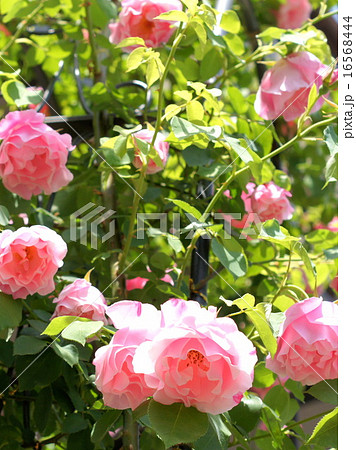 ピンクの薔薇のアーチ(スパニッシュビューティー) ピンクの薔薇のアーチ(スパニッシュビューティー) 16568444