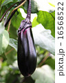 収穫される茄子 16568522