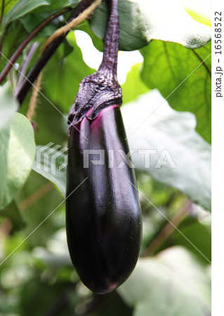 収穫される茄子 16568522