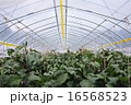 茄子畑 16568523