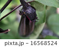 茄子 16568524