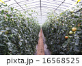 トマト畑 16568525