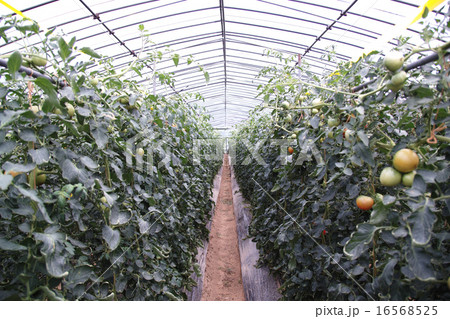 トマト畑 16568525