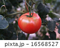 新鮮トマト 16568527