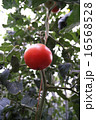 新鮮トマト 16568528