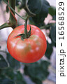 きれいなトマト 16568529