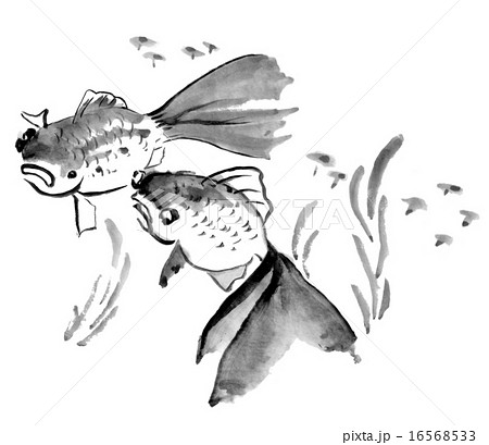 金魚 きんぎょ キンギョ 16568533