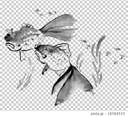 金魚 きんぎょ キンギョ 16568533