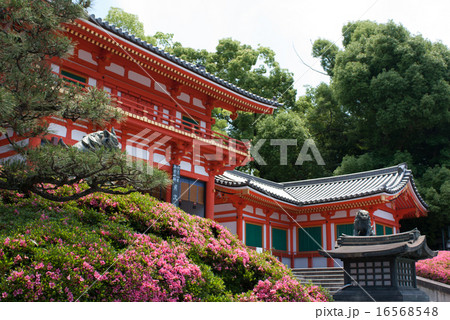 八坂神社 サツキ 八坂神社 サツキ 16568548
