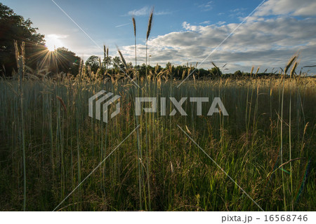 Characteristic Dutch wheat fields  16568746