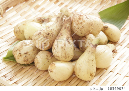 らっきょう 泥付きらっきょう らっきょう 泥付きらっきょう 16569074