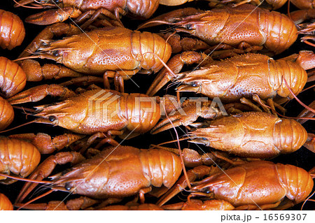 Many crawfishes 16569307