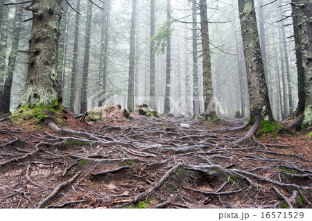 tree roots tree roots 16571529