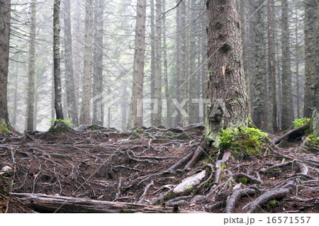 forest tree roots 16571557