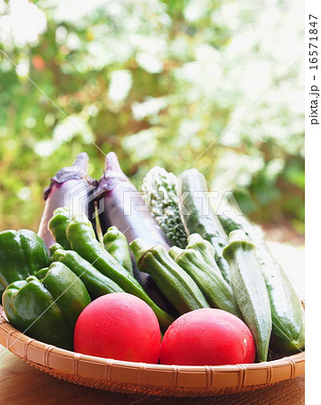 夏野菜 16571847