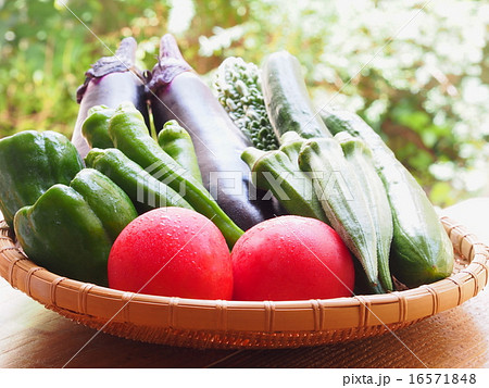 夏野菜 16571848