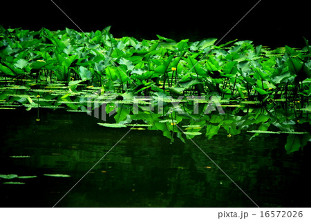 コウホネ 16572026