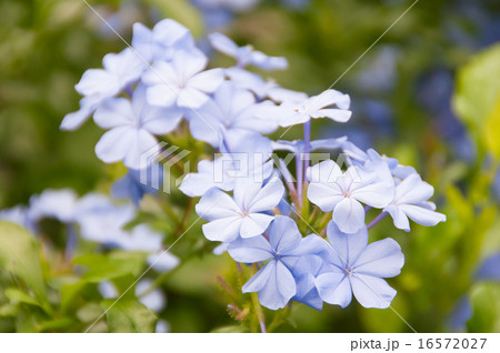 ルリマツリ ルリマツリ 16572027