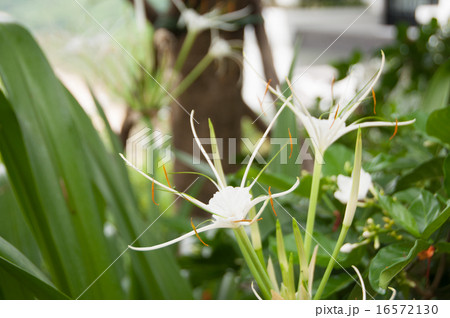 スパイダーリリーの花の写真素材