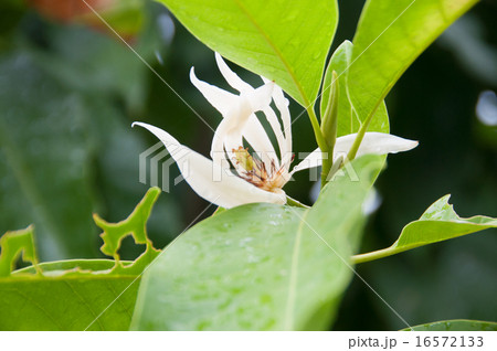 白い花　 16572133