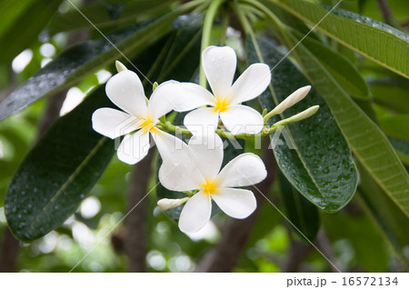 プルメリア三輪 16572134