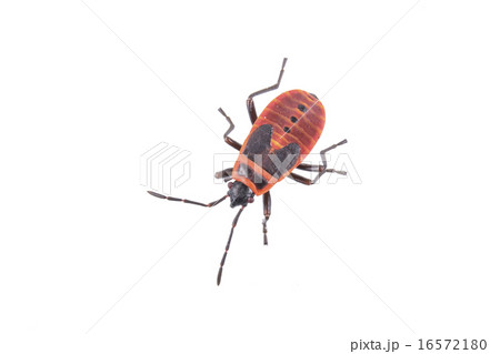 Firebug on white background 16572180