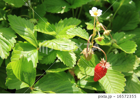 ワイルドストロベリー 16572355