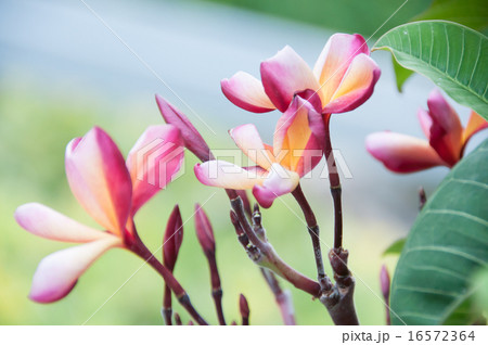 ワインレッドのプルメリア 16572364