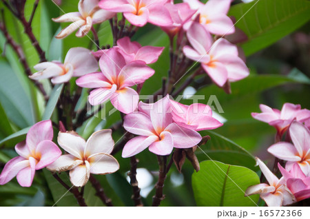ピンクのプルメリア 16572366