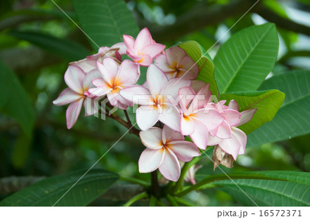 プルメリア満開 16572371