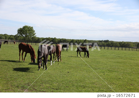 青空のサラブレッド 16572671