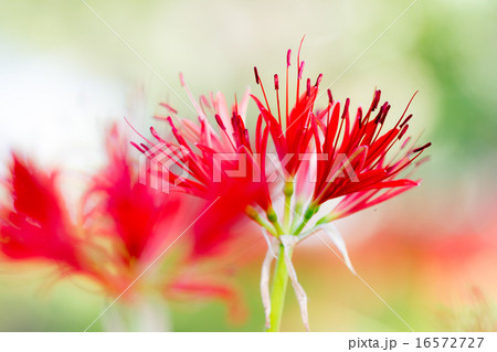 彼岸花 彼岸花 16572727